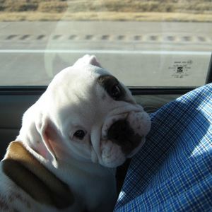 Meet your Posher, David